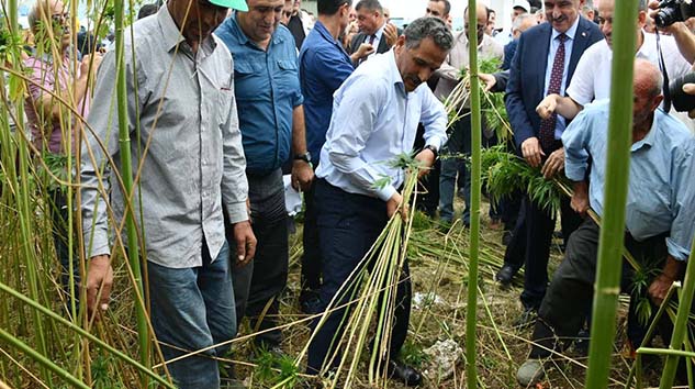 Kenevir'in Vezirköprü'de Üretilmesi Bir Milattır!