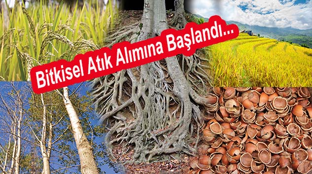 Tonu 150-200 TL'den Bitkisel Atık Alımları Başladı!...