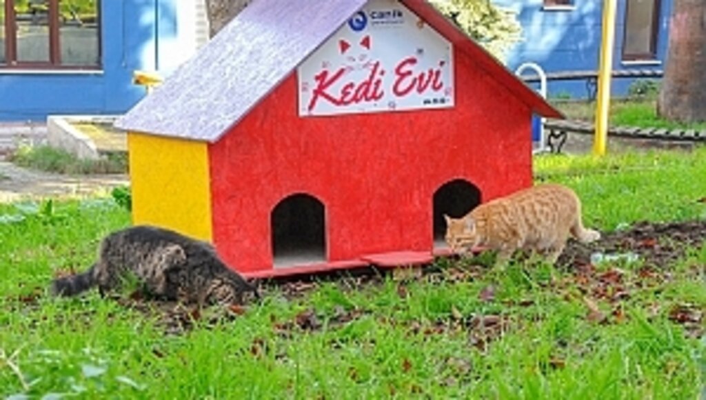 Canik'te Sokak Kedileri Yuvalarına Kavuştu