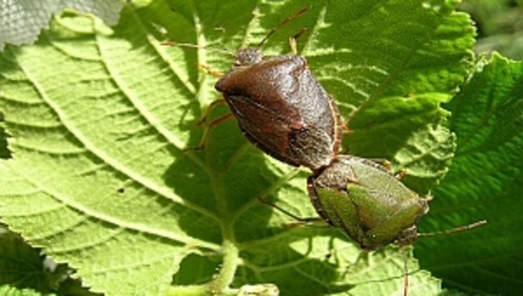 Kahverengi Kokarca İçin Uluslararası Toplantı