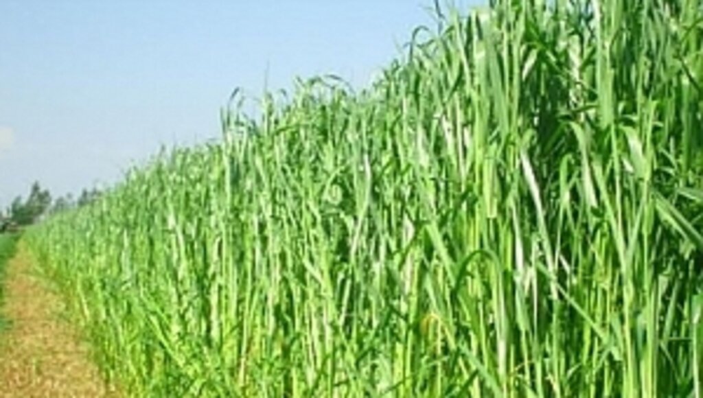 2019 Yılı Yem Bitkileri Destekleme Ödemeleri Başladı