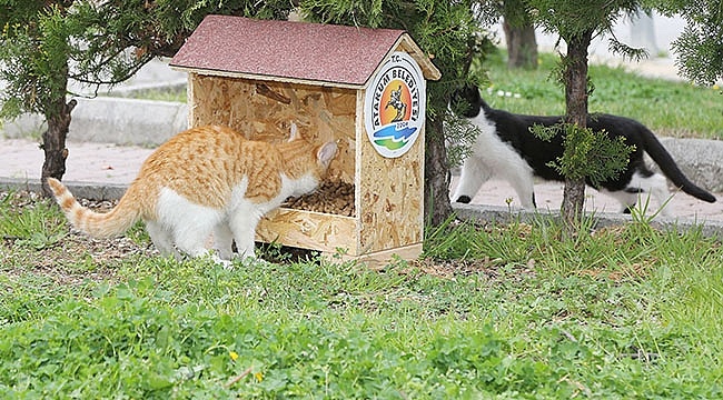 Atakum'da Sevimli Dostlar İçin Toplumsal Dayanışma