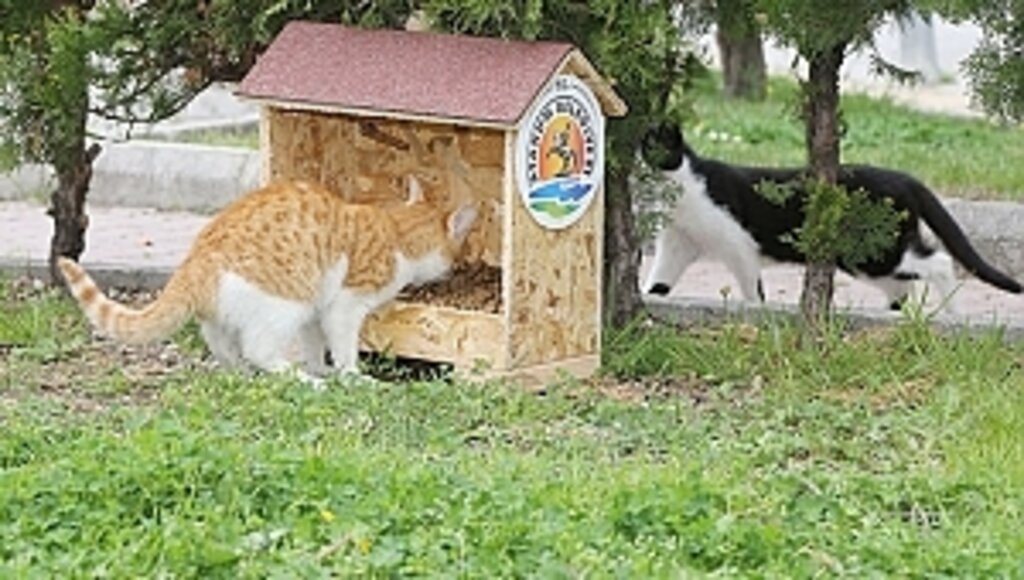 Atakum'da Sevimli Dostlar İçin Toplumsal Dayanışma