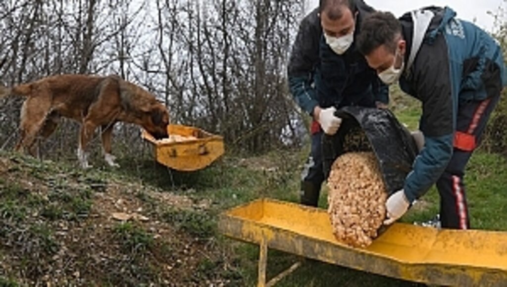 Büyükşehir, Sokak Hayvanlarına Sahip Çıkıyor!