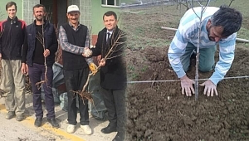 Şeftali Fidanları Toprakla Buluştu