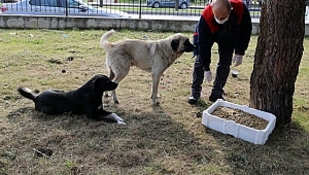 Can Dostlara Mama Dağıttılar