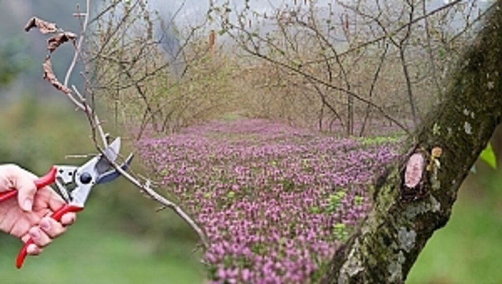 Ferrero Değerli Tarım'dan İlkbahar İçin Zirai Uygulama Önerileri...