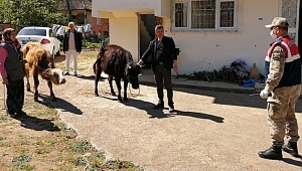 Jandarma, Kayıp Hayvanları Sahibine Teslim Etti