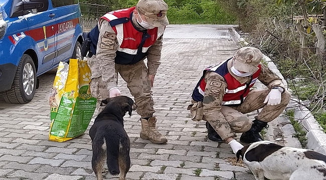 Jandarma, Virüs Nedeniyle Hayvanlara Yiyecek Bıraktı