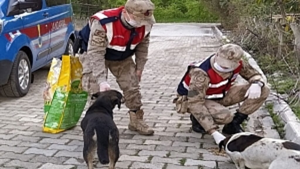 Jandarma, Virüs Nedeniyle Hayvanlara Yiyecek Bıraktı