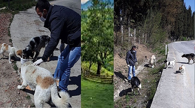 Sokak Hayvanları İçin Aralıksız Mesai