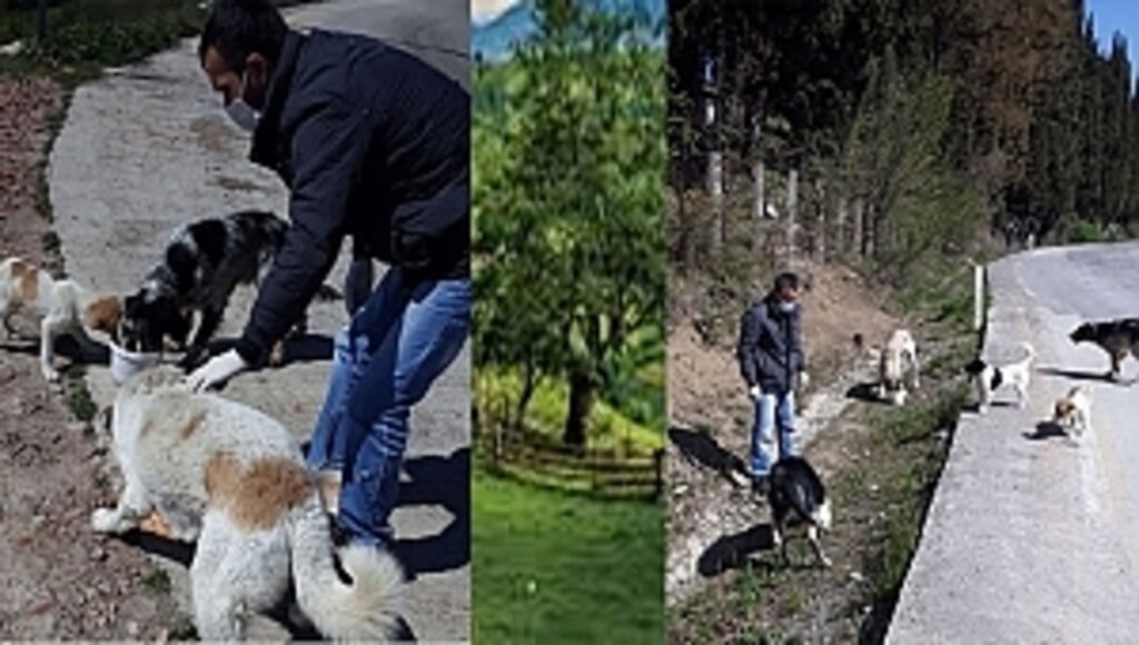 Sokak Hayvanları İçin Aralıksız Mesai