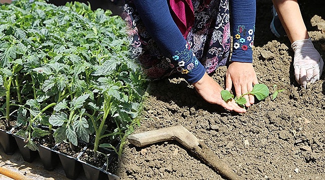 Atakum Belediyesi'nden Üreticiye 'Fide' Desteği