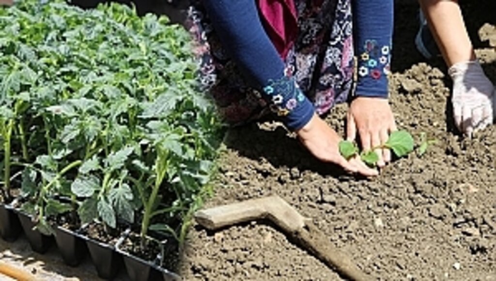 Atakum Belediyesi'nden Üreticiye 'Fide' Desteği