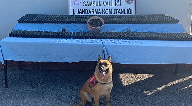 Bafra'da Bir Kişi Uyuşturucudan Gözaltına Alındı