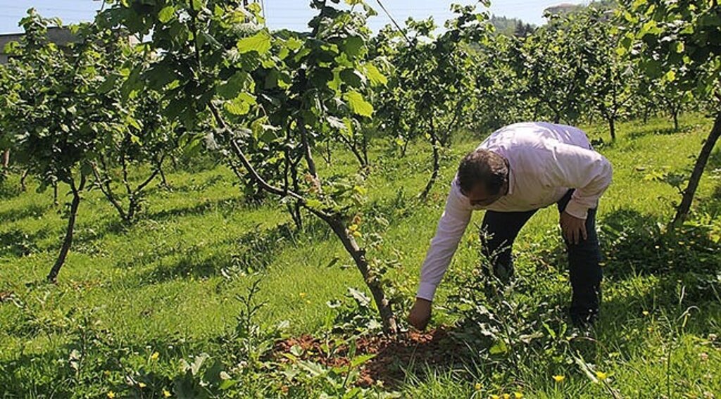 Fındık Üreticisine "Bahçeye Gel" Çağrısı