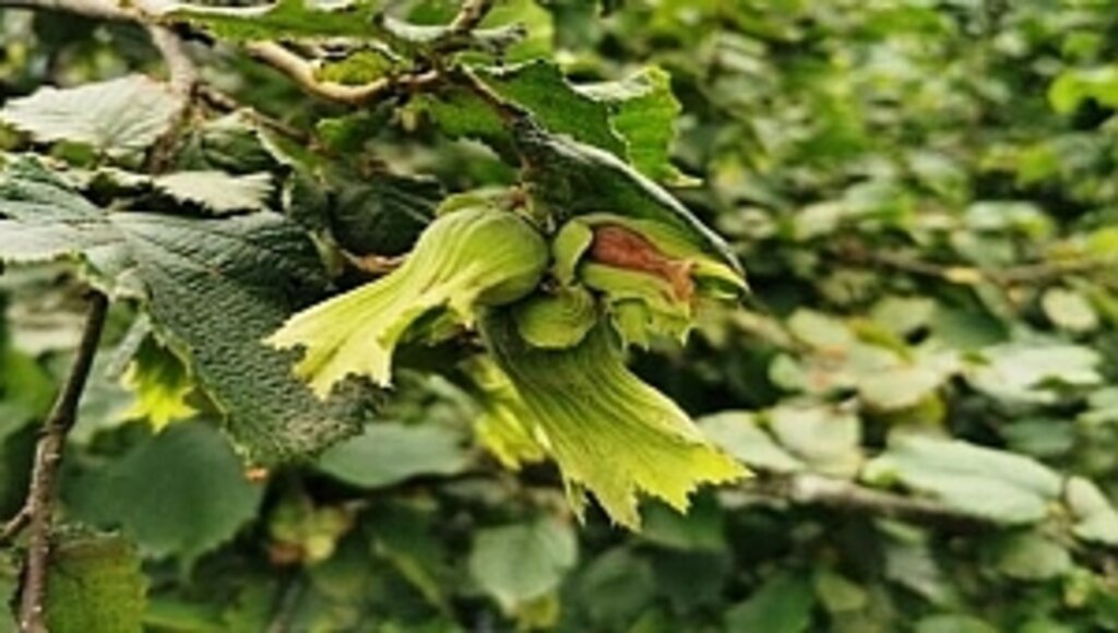 Fındıkta İhracat Artıyor, Üretim Yerinde Duruyor!