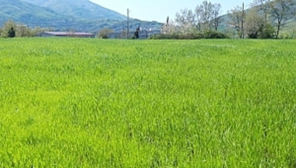 Karakılçık Buğdayı Atakum'da Yeniden Hayat Buluyor...