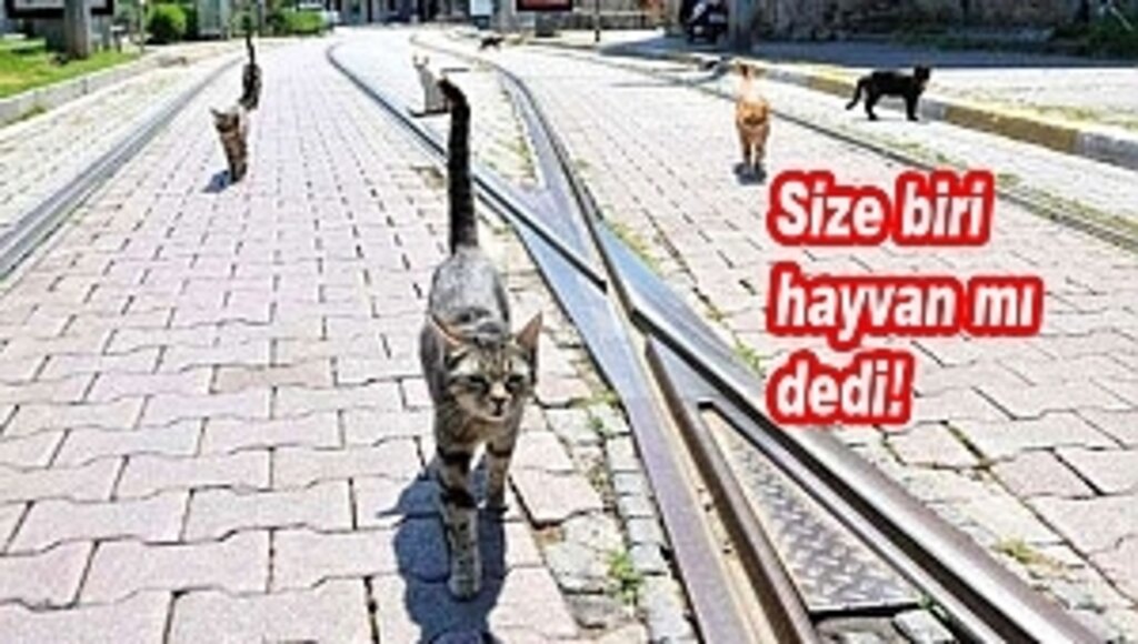 Kediler de Sosyal Mesafe Kuralına Uydu