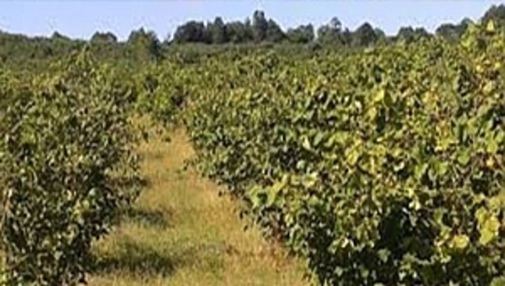 Toprak Fabrika, Sahibi De Fabrikatördür