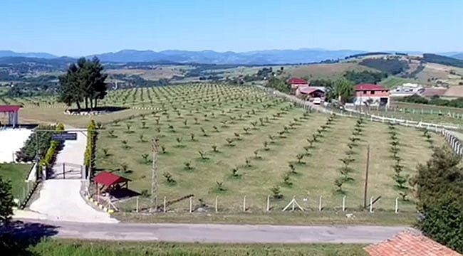 Enerji İştiraki İle Türkiye'nin İlk Fındık Çiftliği