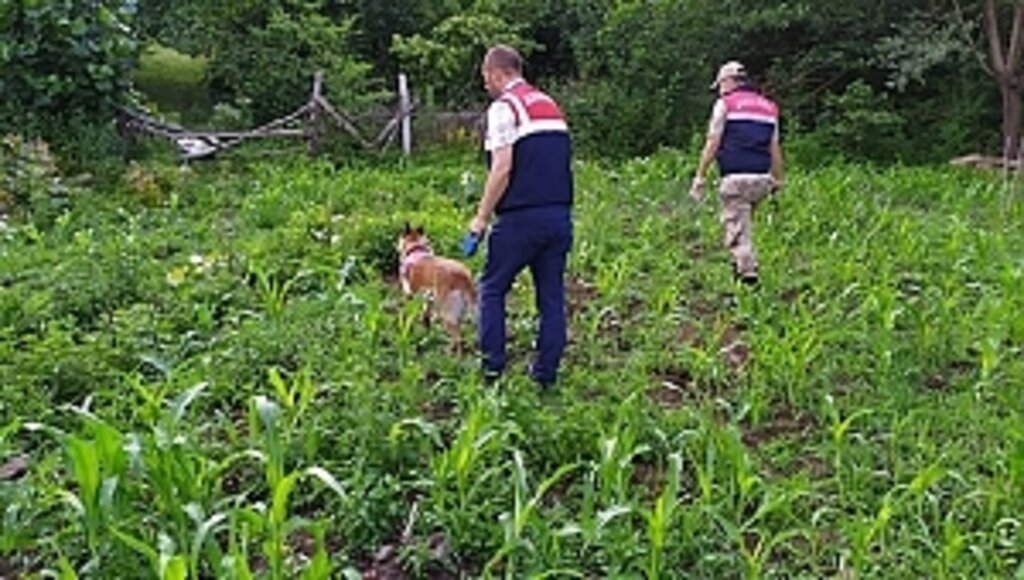 Jandarma Didik Didik Arıyor Buluyor