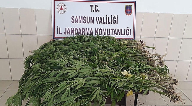 Jandarmadan Kenevircilere Baskın!