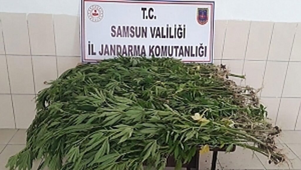 Jandarmadan Kenevircilere Baskın!