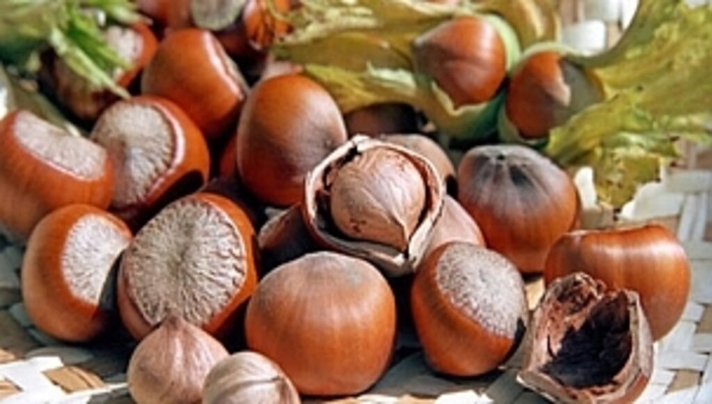 2020 Yılı Fındık Rekolte Tahmini Çalışmaları Tamamlandı