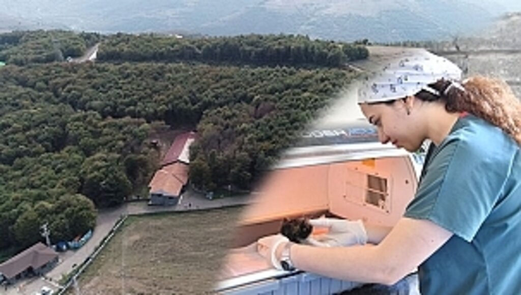 6 Ayda 360 Kedi ve Köpeğin Tedavisi Yapıldı