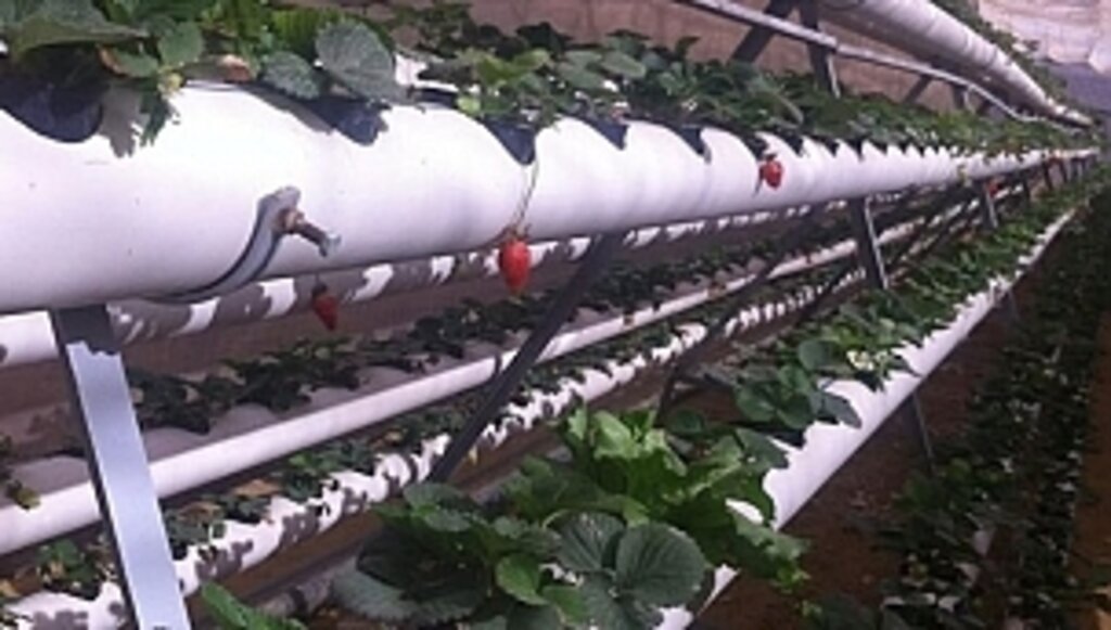 AB Projesi İle Akdeniz Seraları Güçleniyor