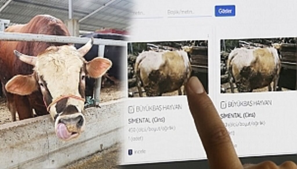 Atakum Belediyesi E-Kurban Pazarı Kurdu