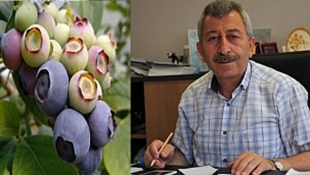 Büyükşehir'den 'Mavi Yemiş' Desteği