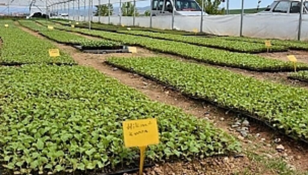 Büyükşehir'den Tohum Desteği