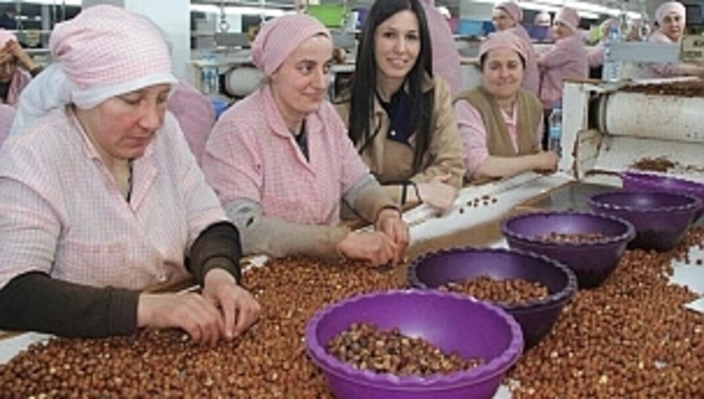 Fındık Fiyatları Üreticilerimizi Memnun Etti