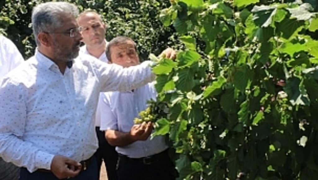 Fındık Üreticisinin Yüzü Gülüyor 