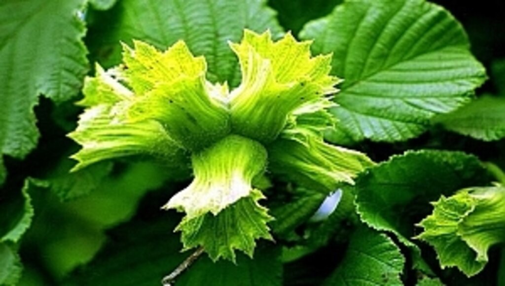 Fındıkta Başarı Hikâyesi Sürüyor