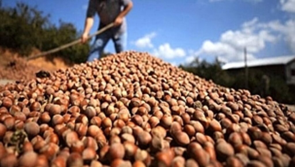 İhracatçıların Fındık Rekoltesi 670 Bin Ton…