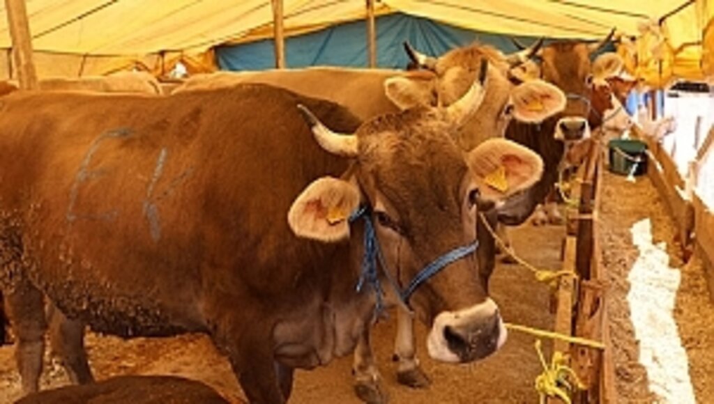 İlkadım'da Kurban Kesim Fiyatları ve Satış Yerleri Belirlendi
