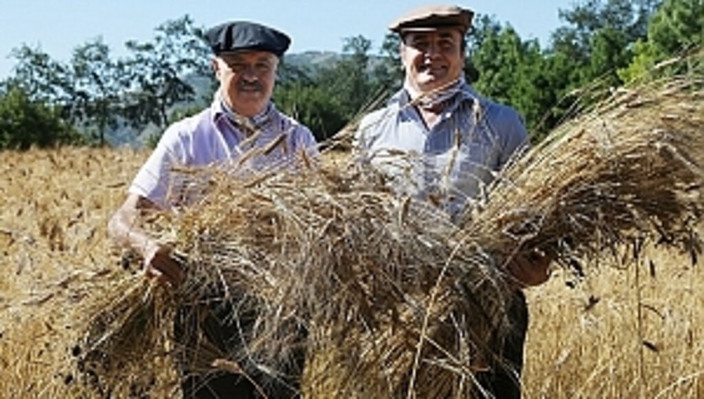 Karakılçık Buğdayında İlk Hasadı Yaptı
