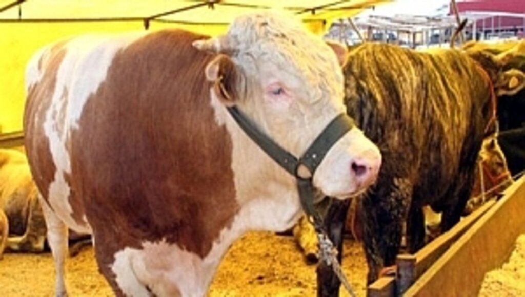 Samsun İl Hıfzıssıhha'dan Kurban Açıklaması!..