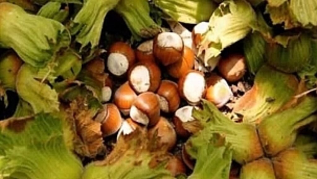 Edip Sevinç'ten Rekolte Açıklaması