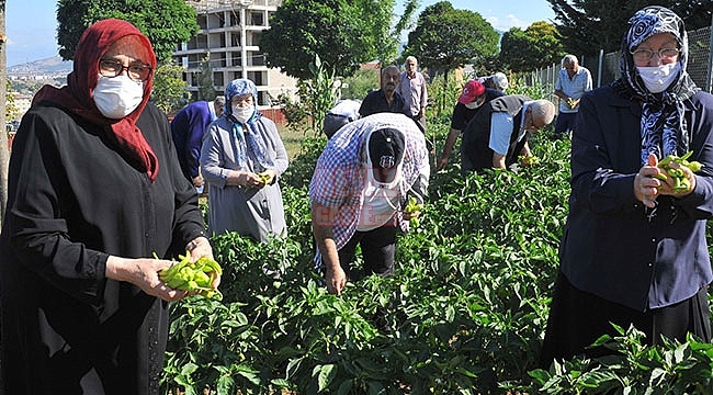 Huzurevinde Hasat Zamanı