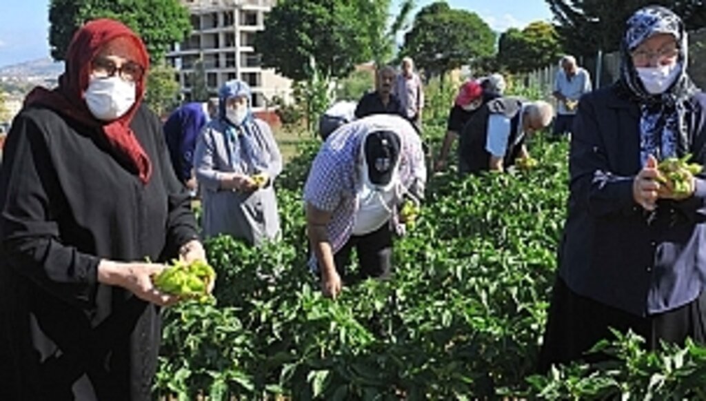 Huzurevinde Hasat Zamanı