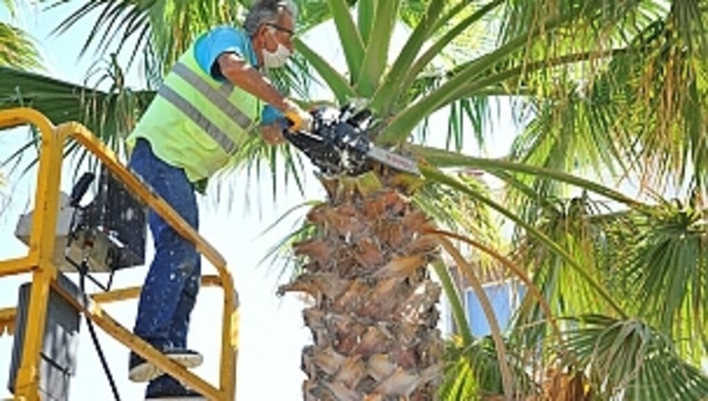 Palmiye Ağaçları Bakımdan Geçti