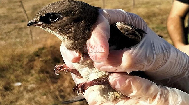 Tedavisi Tamamlanan Ebabil, Doğaya Salındı