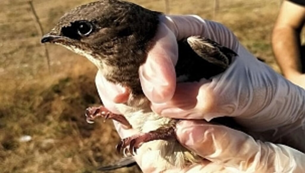 Tedavisi Tamamlanan Ebabil, Doğaya Salındı