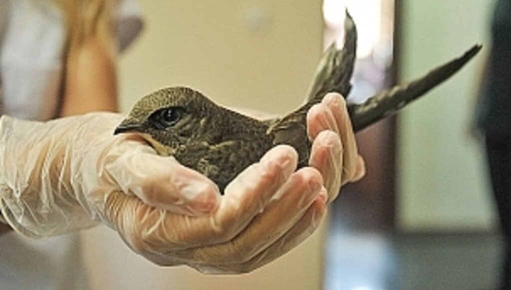 Yaralı Ebabil Büyükşehir Şefkati
