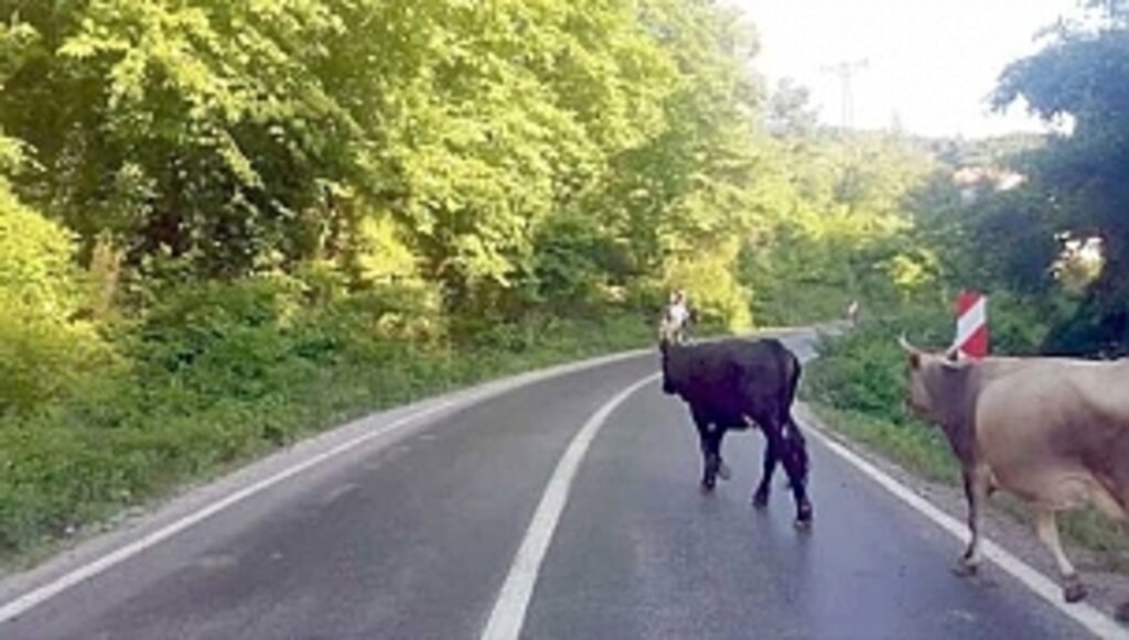 Başıboş Hayvanlar Trafikte Tehlike Saçıyor!...