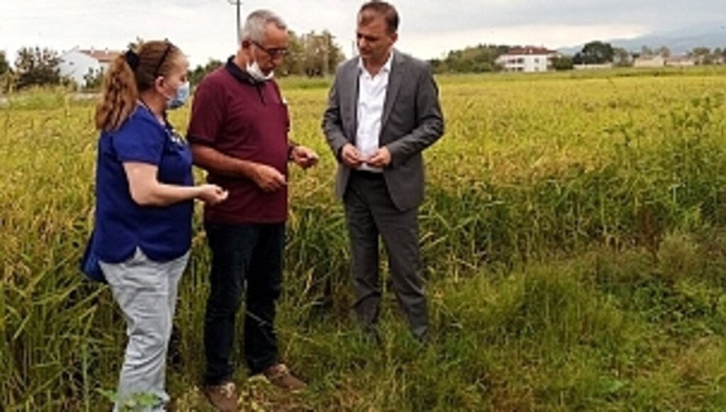 Çeltik Üreticisi Dert Küpü